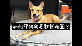 【寵物訓練】如何讓狗狗喜歡戴項圈？︱溫蒂-貓與狗訓練日常