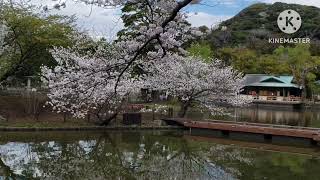 桜と牡丹【鶴岡八幡宮　神苑ぼたん庭園にて】