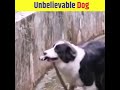 unbelievable dog🐶┃dog lover┃ऐसे शैतान नटकट dog नहीं देखे होंगे 🙆‍♀️┃ shorts