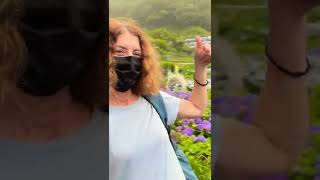 台灣繡球農場觀光。TAIWAN HYDRANGEA FARM. Solo sightseeing.