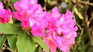 植木の里親【シャクナゲ】のご紹介です。