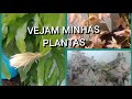 VENHAM VÊ MINHAS PLANTAS !  @#vanessadetudoumpouco