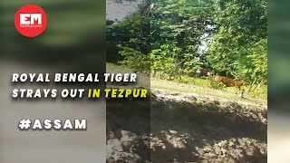 Royal Bengal tiger roams free in Tezpur; two injured