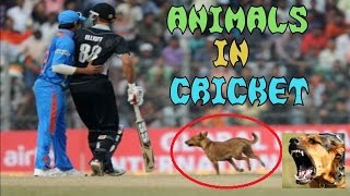 Top 10 Funny Moments with Animals In Cricket Match