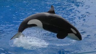 シャチ　リンちゃんとアースくん　ジャンプを繰り返し見せてくれます　【名古屋港水族館】Killer whale Port of Nagoya Public Aquarium