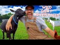 Meet the Coolest Creatures Ever! GOATS! (Educational Farm Fun For Kids)