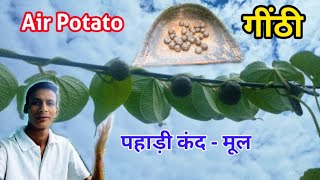 Air Potato | पहाड़ी गींठी |  Dioscorea Bulbifera | Grow Air Potato | @HILLVILLAGER