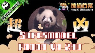 【Panda Scanning】Ep6 Panda Ya Zhu Is A Supermodel! 20170803 | CCTV