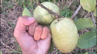 ត្របែកអត់គ្រាប់ Seedless Guava