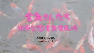 水元公園の金魚さん達-その１