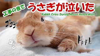 うさぎが泣いた工事の音 Rabbit Cries Over Loud House Renovation