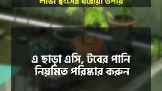 এডিস মশার লার্ভা ধ্বংসের ঘরোয়া উপায়