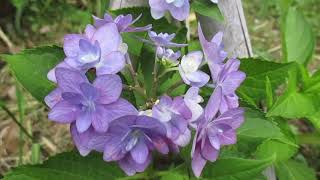 智積院　紫陽花2022（京都府）