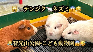 🙀🐀テンジクネズミ・ふれあい広場😱智光山公園・こども動物園🤣(22m16s)🙀Guinea pig😱Chikozan Park/Children's Zoo#ヒーリング#Healing