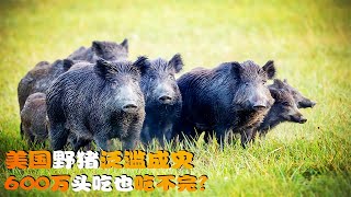 野猪在中国成保护动物，在美国却泛滥成灾，600万野猪真吃不完