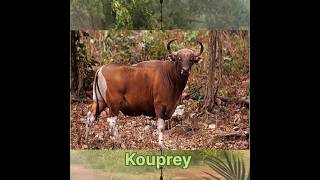 Kouprey hunt p3#hunting #kouprey