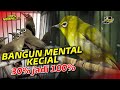 Pancingan Kecial Kuning PEMBANGUN MENTAL Ampuh Bikin Kecial JOSS NGOTOT NEMPEL‼️| PEPADU KECIAL