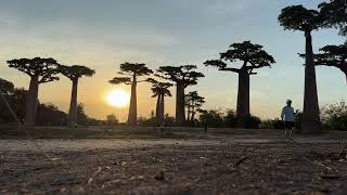 Baobab avenue