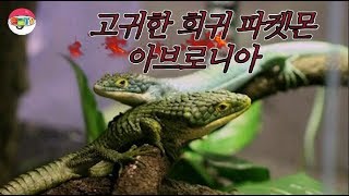 [쩡글TV] 국내에서 보기 힘든 파충류 ! 아브로니아는 들어봤슈!?