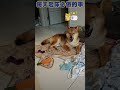 每天早上起床必做的事，大家是否也是呢~ 早安 funny 柴犬 shibainu dog 狗狗 lovedogs 溫馨 萌宠