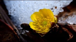 信州の里山にも花の季節が・4K撮影