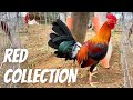 Poultry Expo | Red Fowl Collection