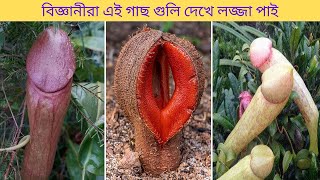 আবাক করা ৪ টি গাছ বিজ্ঞানীরা দেখে হতাশ । welwutchia mirabilis । মায়াজাল ভিডিও । mayajaal