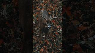 The Perfect Snort Wheeze Buck, Deer Vocalizations Audio #hunting #hunting #deer