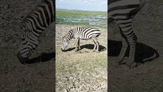 4k African wildlife