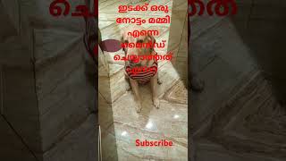 മമ്മി എന്താ മൈൻഡ് ചെയ്യാത്തത് # youtubeshorts#