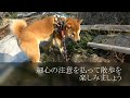 犬にとって危険な「春の植物・花」5選！食べてしまった時に出る症状と防止法