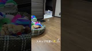 #shorts  来るよ来るよ！😂🐶【マルチーズ】