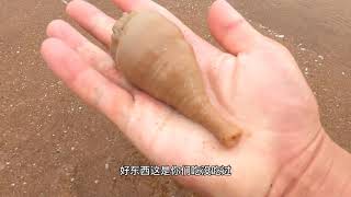 大庆退潮后赶海，海边成群的活水母被吹到沙滩上，还发现了海树