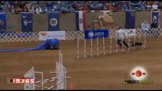 2010 AKC National Agility Championship Winners