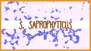 Staphylococcus Saprophyticus