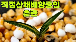 #한국자생춘란# 중투로 터져주길~~~