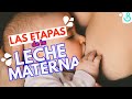 🤱 ETAPAS DE LA LECHE MATERNA || Baby Suite by Pau