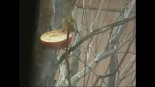 メジロさんお食事中。 Japanese White-eye.