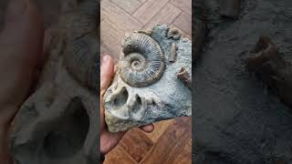 Lytoceras furcicrenatum rare #ammonite #fossil from the Eype margaritatus stone of #dorset