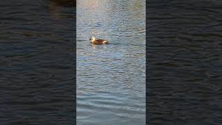 [Shocking Video]  Wild duck 🦆mallard The charm of nature!