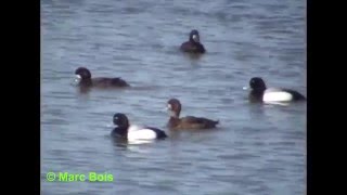 Fuligule milouinan 2/Greater Scaup