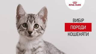 Вибір породи кошеняти. Kitten Tutorial 1