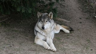 You can adopt these wolfdogs in New Jersey