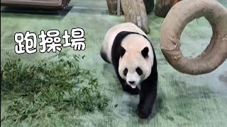 圓寶跑操場 像貓咪一樣繞場 不知道發生什麼了 20241216 Taipei Zoo Giant Panda Yuanbao