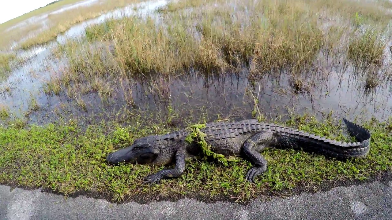 Everglades National Park 4k Youtube