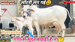 बछड़ी को देखकर गाय ले लोगे ऐसी क्वालिटी👍 Tharparkar Cow For Sale by 👉 Ajay Rao 📲 9350930450 #Cowvideo