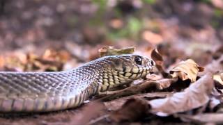 Indian Rat Snake - Information by experts