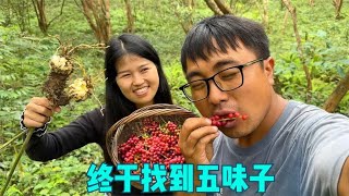 冬宝翻山越岭，终于找到五味子，还意外收获一包五倍子，太爽啦！【湘西冬宝】