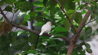 Java sparrow call, 白文鳥叫聲