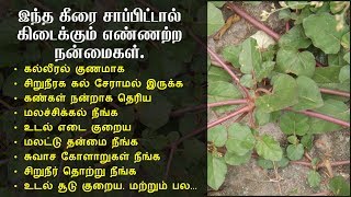 ஒரு கீரை பல நோய்களை குணப்படுத்தும் | Mookirattai keerai health benefits in tamil